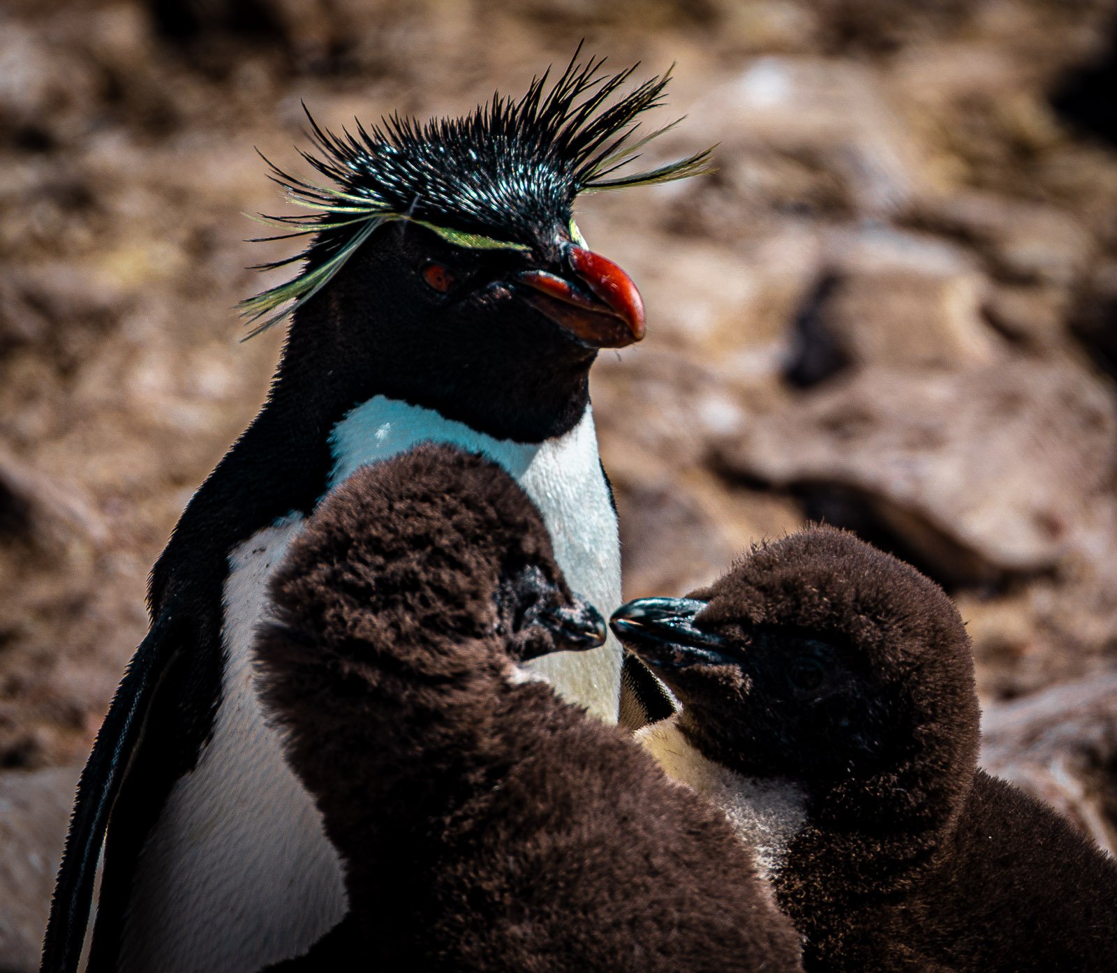 Rockhopper penguin with wild yellow crest feathers and two fluffy chicks, Falkland Islands