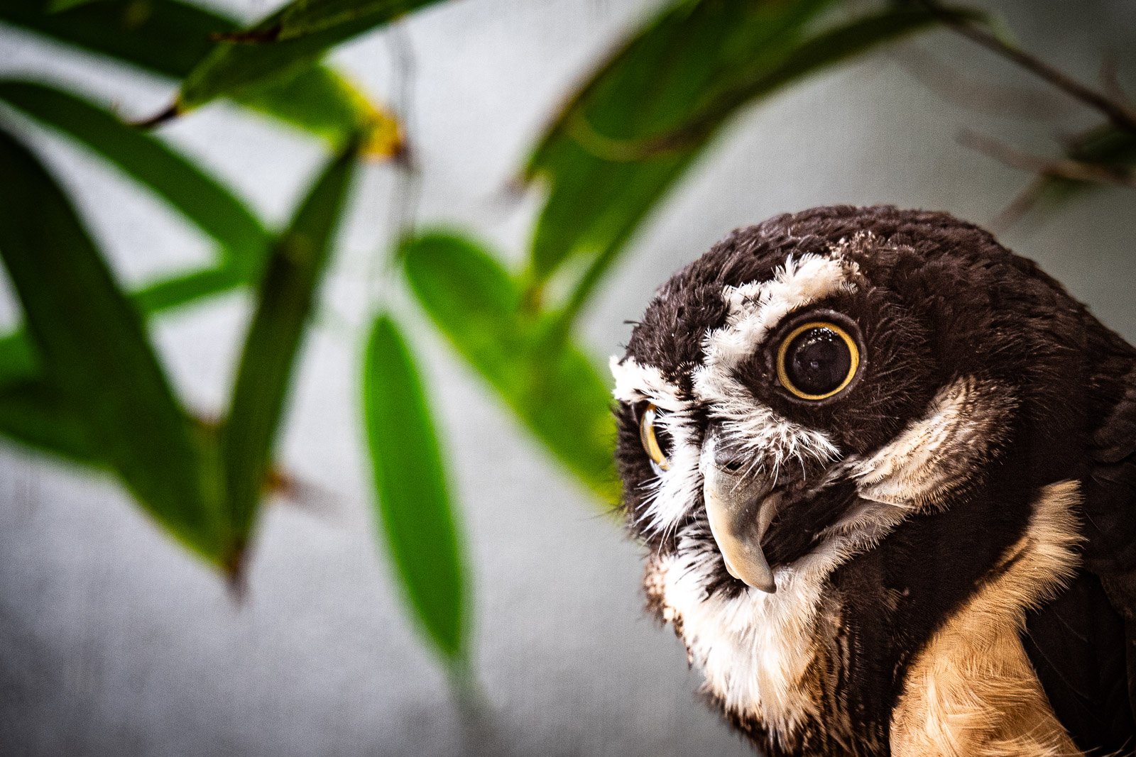 Spectacled owl gazing sideways from behind soft-focus tropical leaves, close portrait