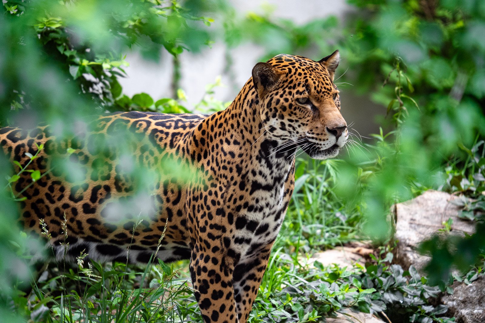 Jaguar standing alert among lush green foliage, spotted coat visible through the leaves