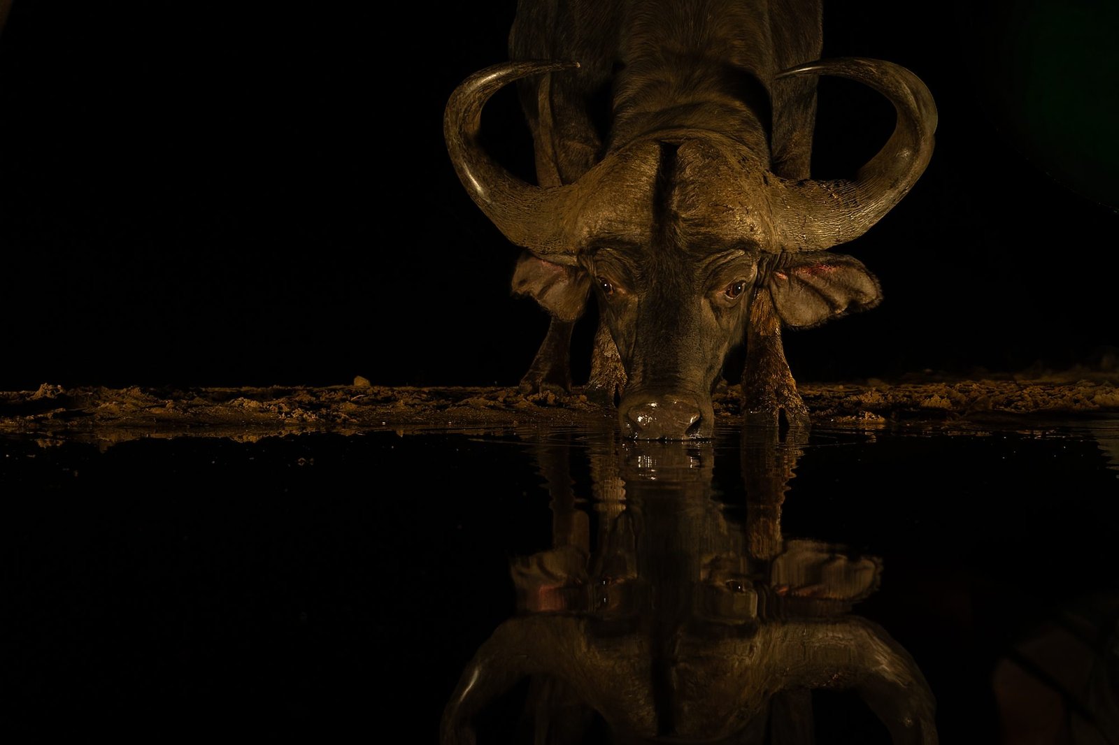 Cape buffalo lit against pure black at a night waterhole, horns and reflection mirrored in still water, Zimanga, South Africa