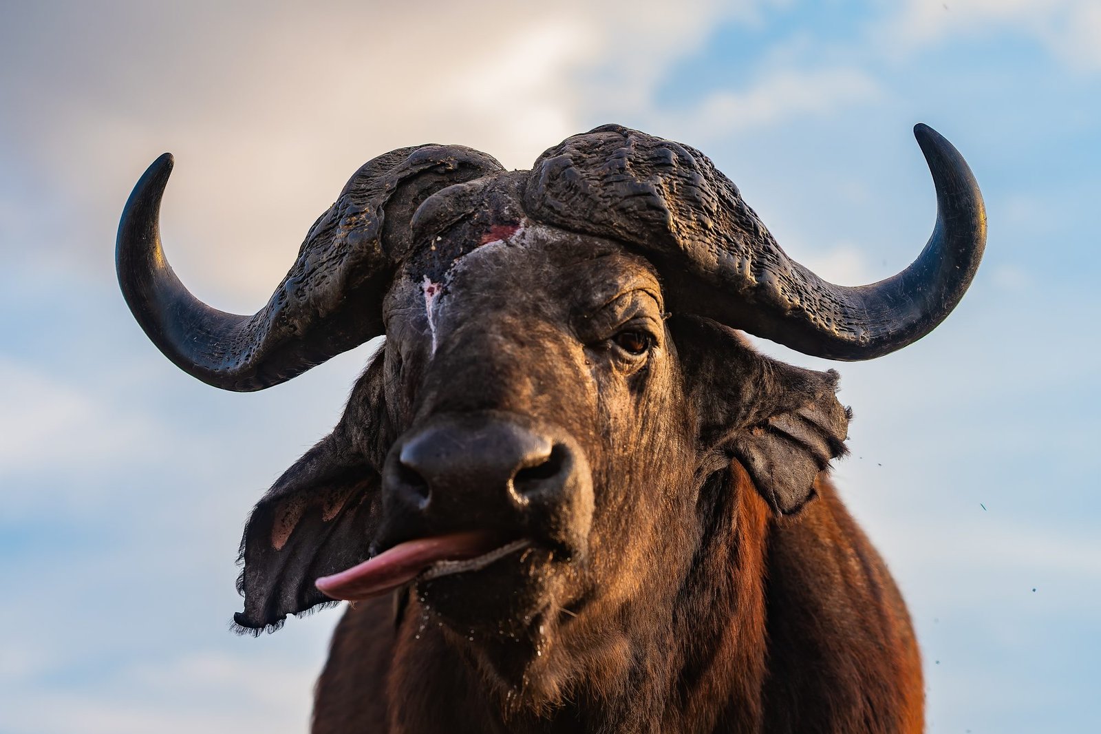 Cape buffalo bull looking down into the lens against blue sky, tongue out, heavy weathered horns, Zimanga, South Africa