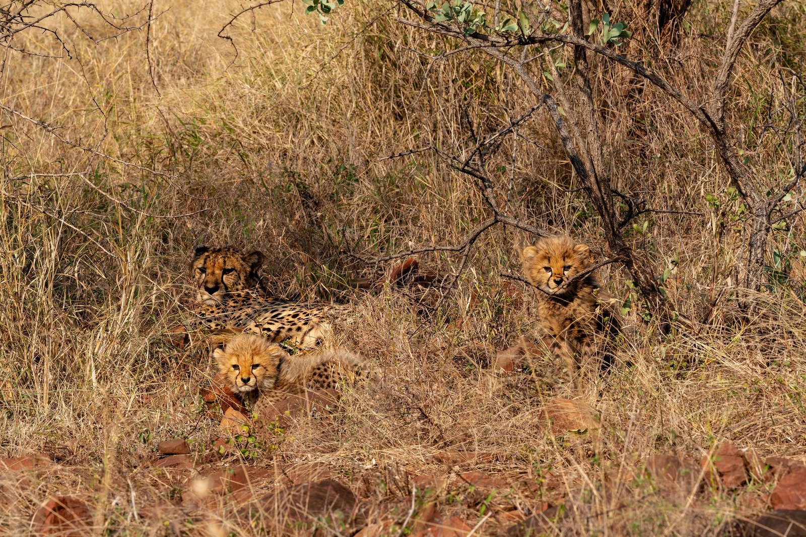 Cheetah lying in dry scrub with three cubs scattered around her, well camouflaged, Zimanga, South Africa