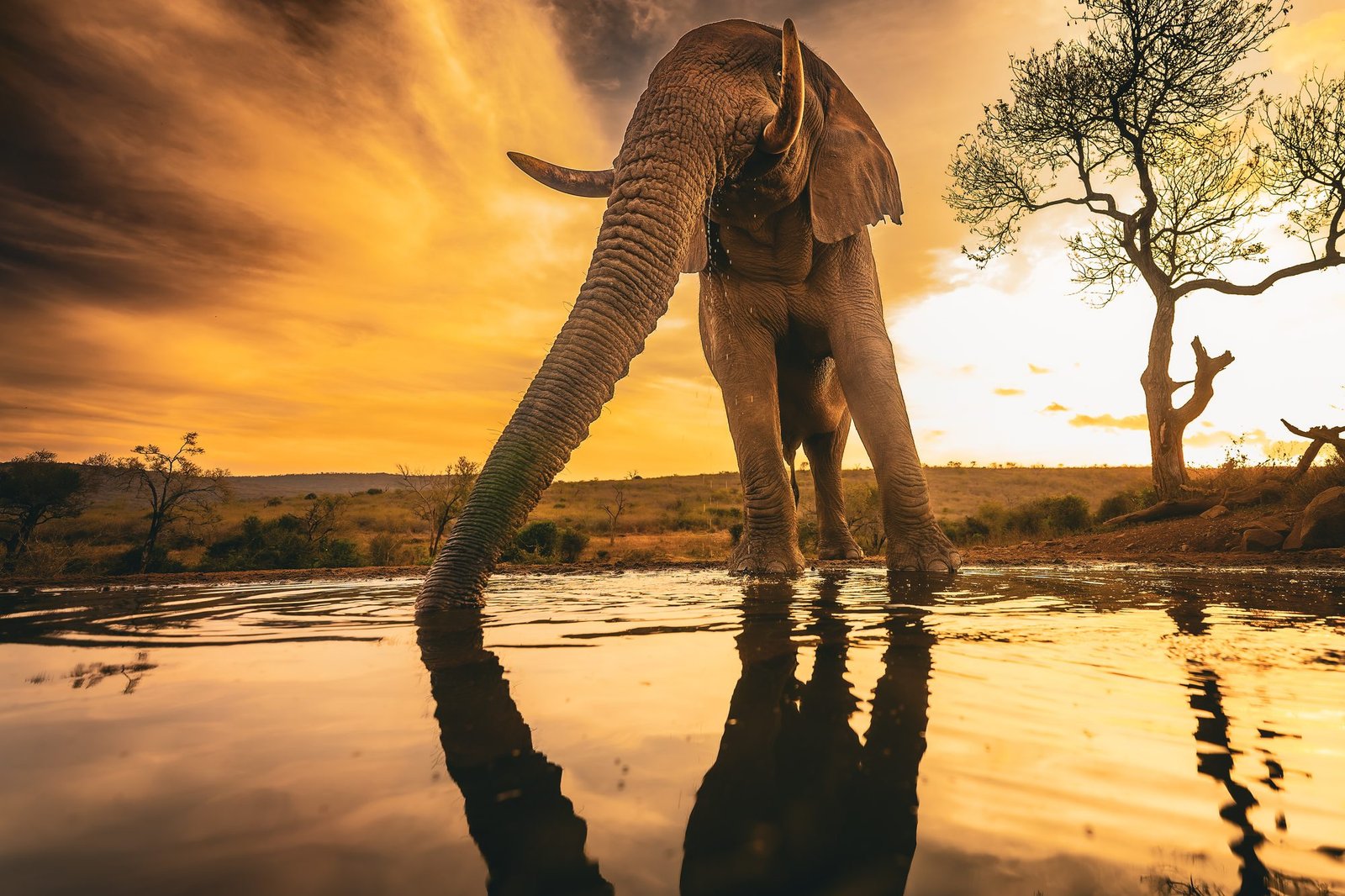Bull elephant drinking at a waterhole against a burning orange sunset, reflected in the water, Zimanga, South Africa