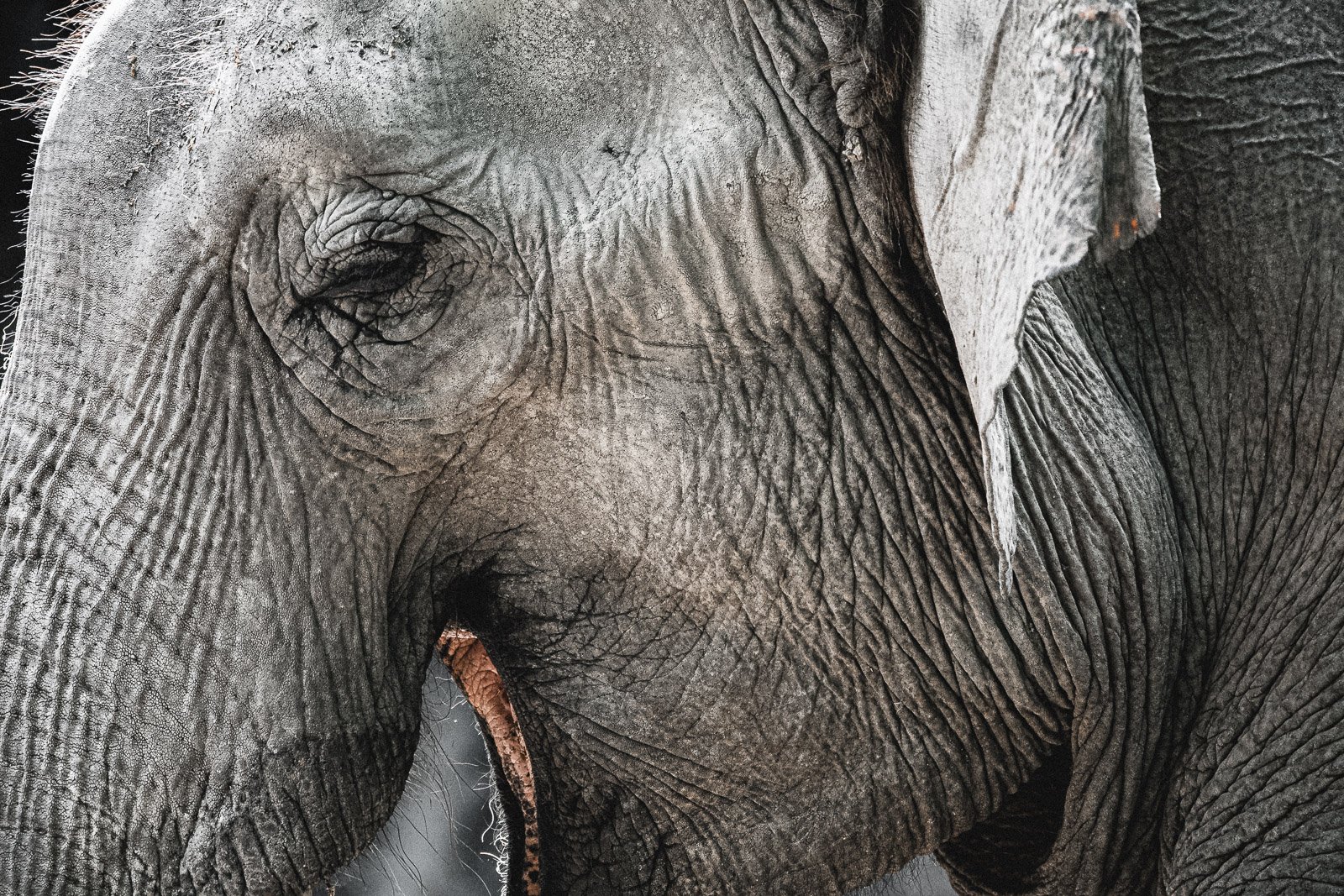 Extreme close-up portrait of an elephant's face, deep wrinkled skin texture and dark eye in detail