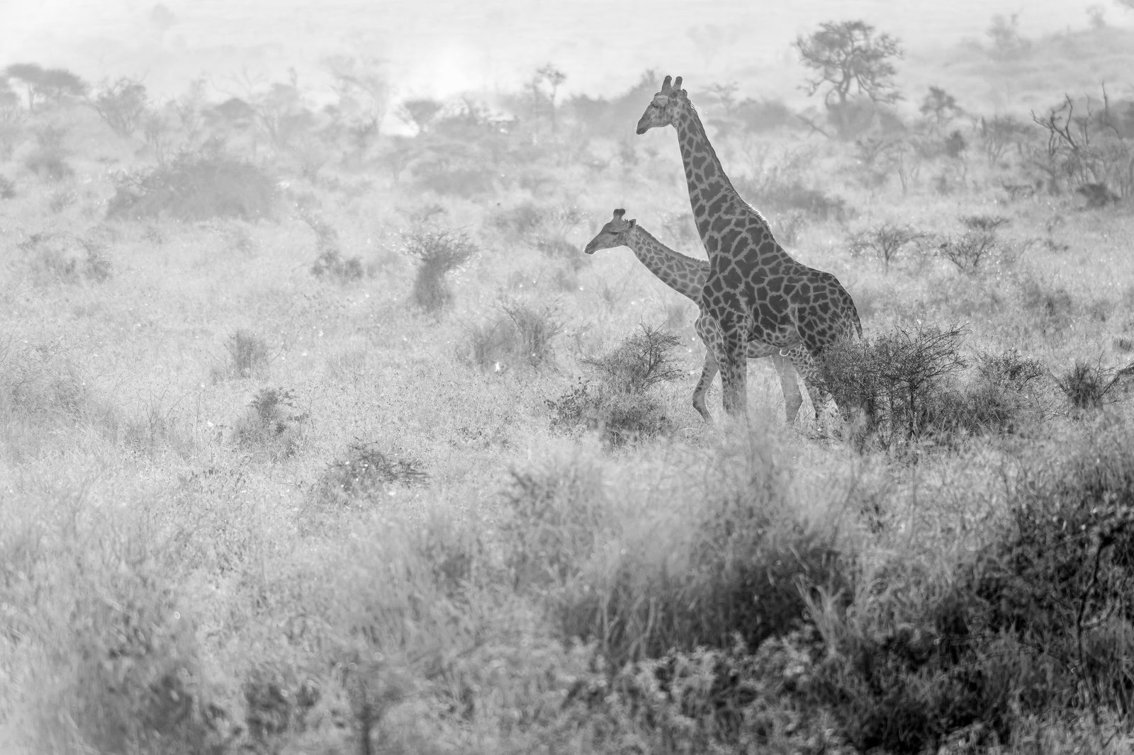 Two giraffes in high-key black and white, standing above pale winter scrub, Zimanga, South Africa