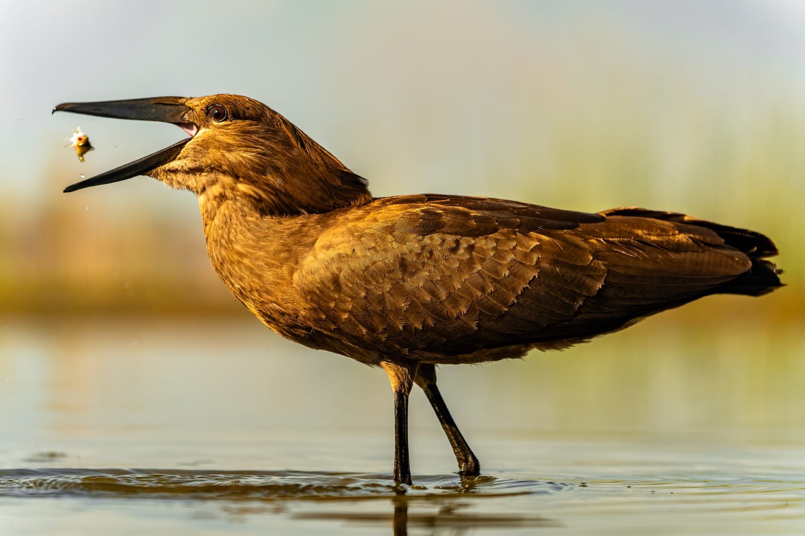 Hamerkop wading in shallow water with a small fish held in its open beak, Zimanga, South Africa
