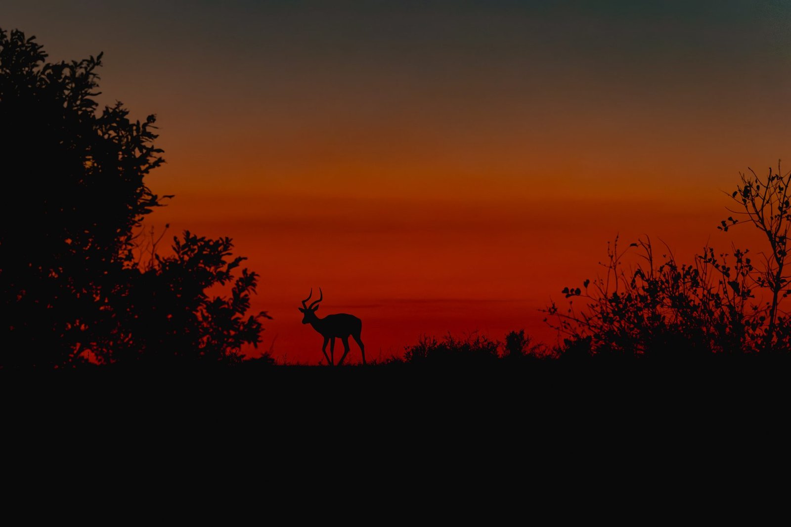 Impala silhouetted on the horizon against a deep red and orange sunset, MalaMala, South Africa