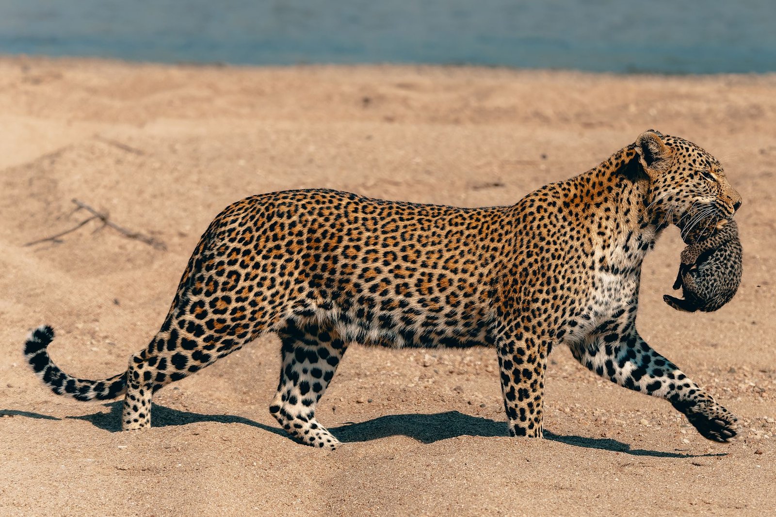 Leopardess walking across pale river sand carrying her young cub in her mouth, MalaMala, South Africa