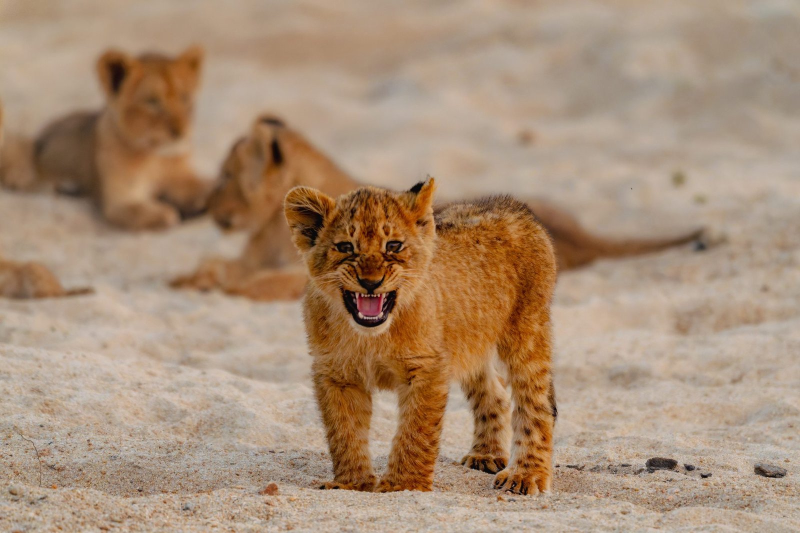 Lion cub standing on white river sand with its mouth open calling, littermates resting behind, MalaMala, South Africa