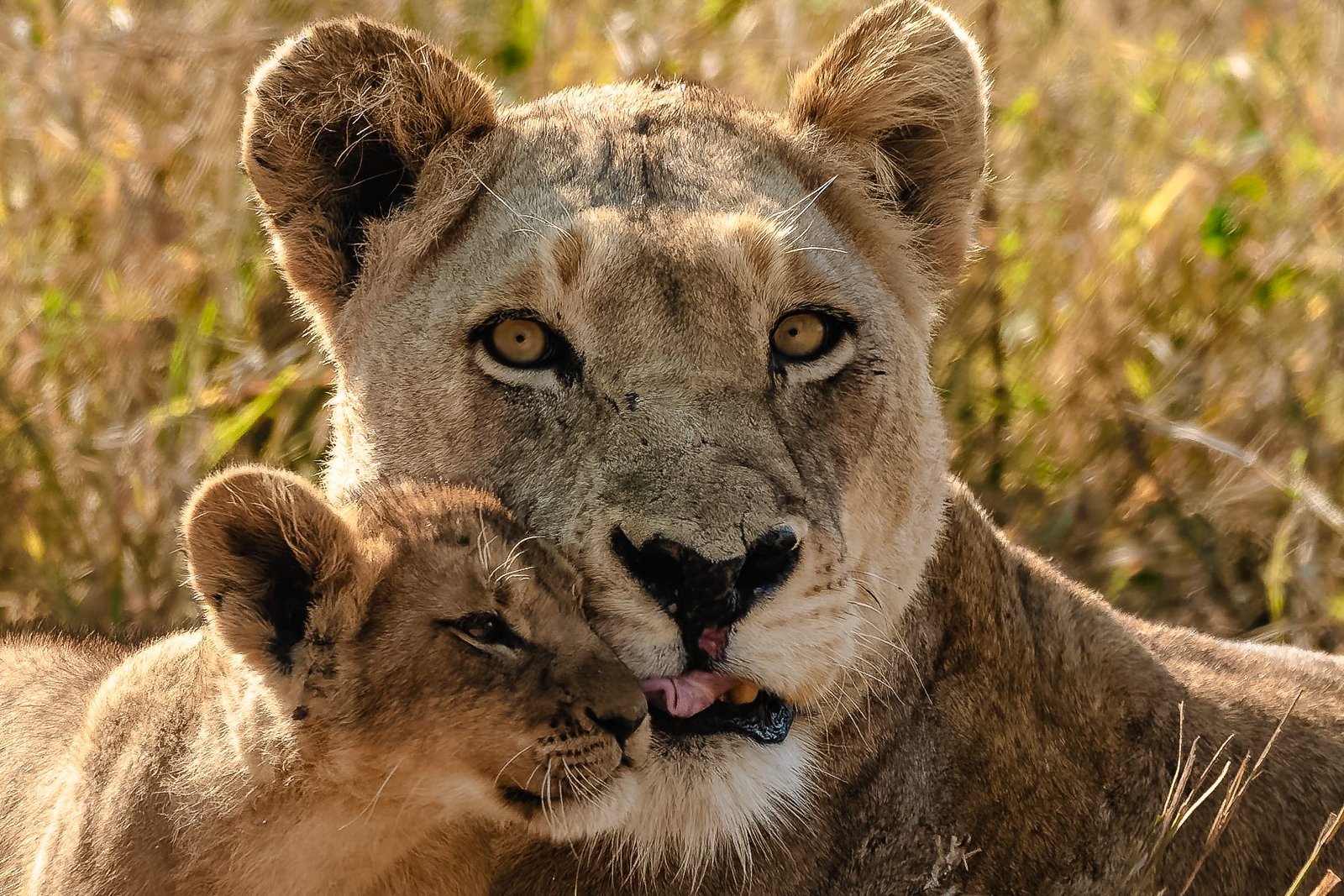 Lioness resting in dry grass with her cub pressed against her cheek, close portrait, MalaMala, South Africa