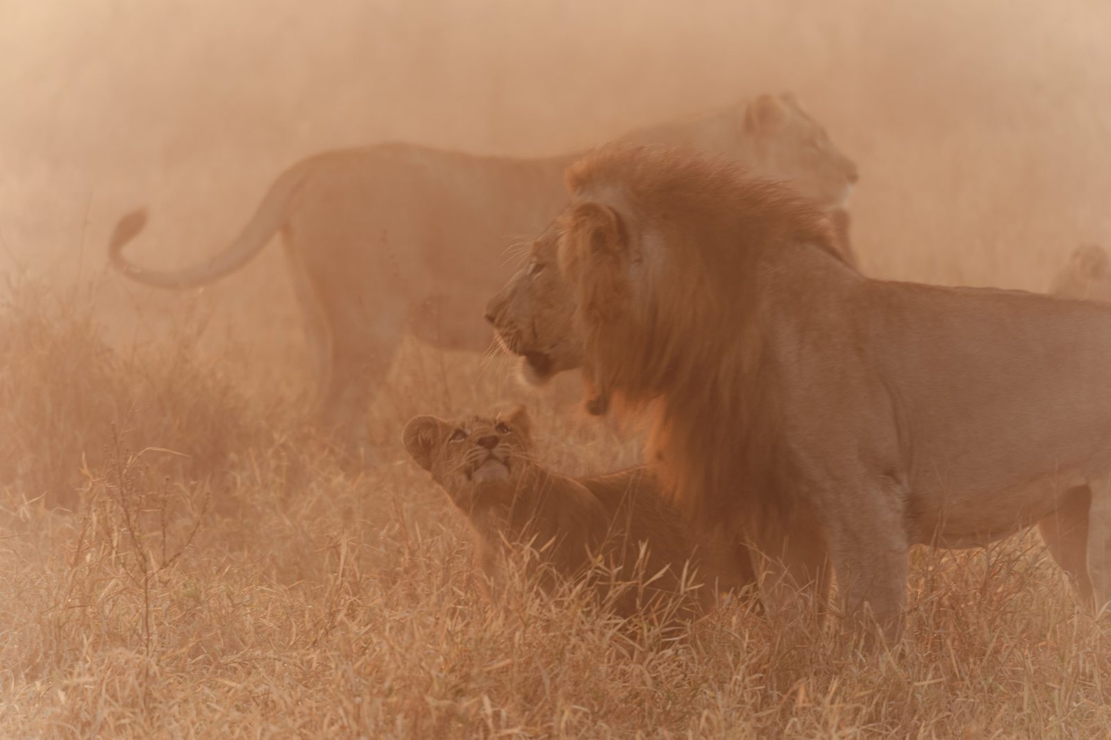 Two lions moving through thick golden dust, forms softened to silhouettes, MalaMala, South Africa