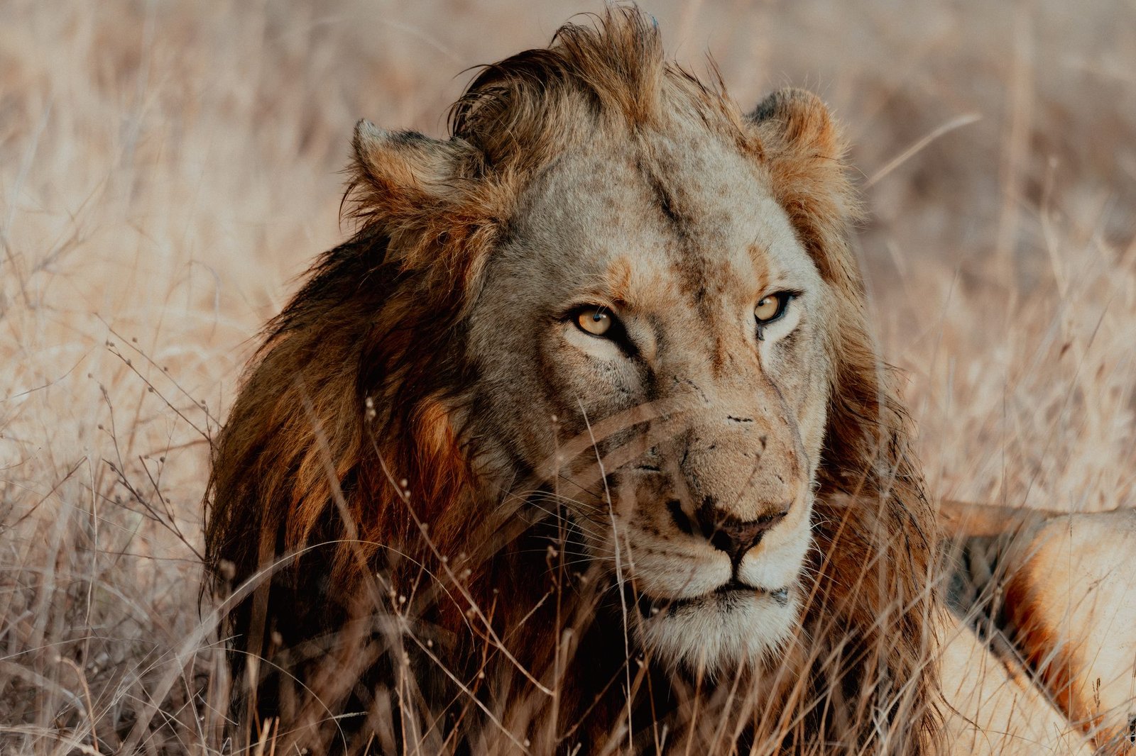 Male lion lying in dry golden grass, mane backlit, looking directly into the camera, MalaMala, South Africa