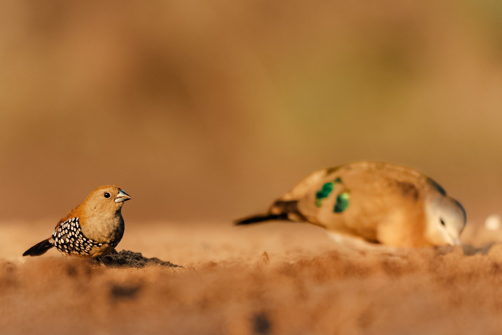 Pair of sandgrouse photographed at ground level on red sand beside water, Zimanga, South Africa
