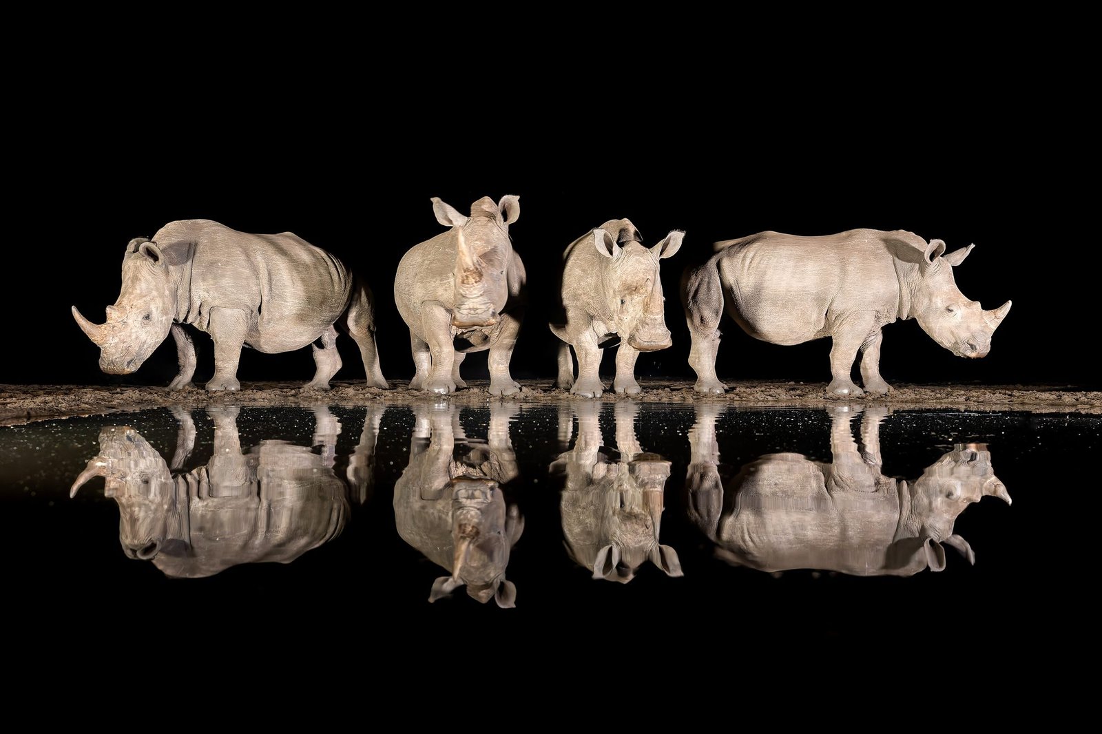 Four white rhinos standing at a black waterhole at night, mirrored in still water, Zimanga, South Africa