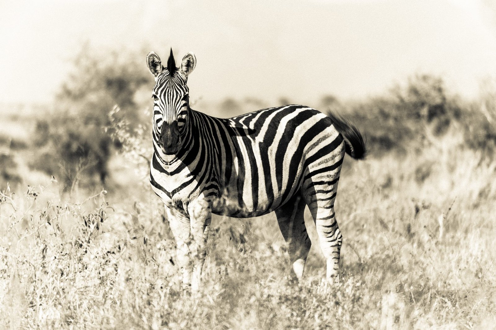 Single zebra facing the camera in high-key black and white, bold stripes against pale bush, Zimanga, South Africa