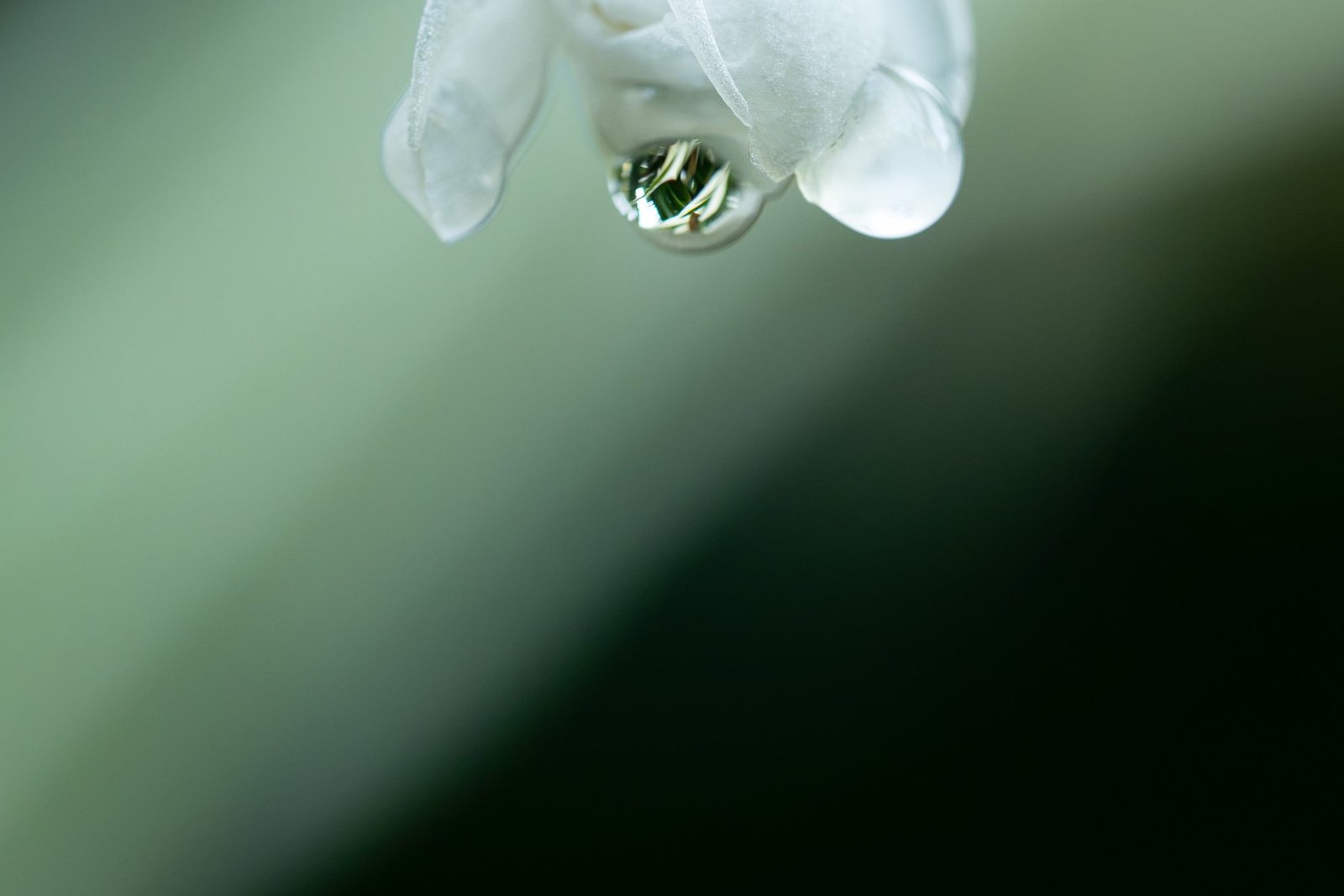A single water drop hanging from the tip of a white petal, the garden reflected upside down inside it, against soft green, Missouri Botanical Garden, St. Louis