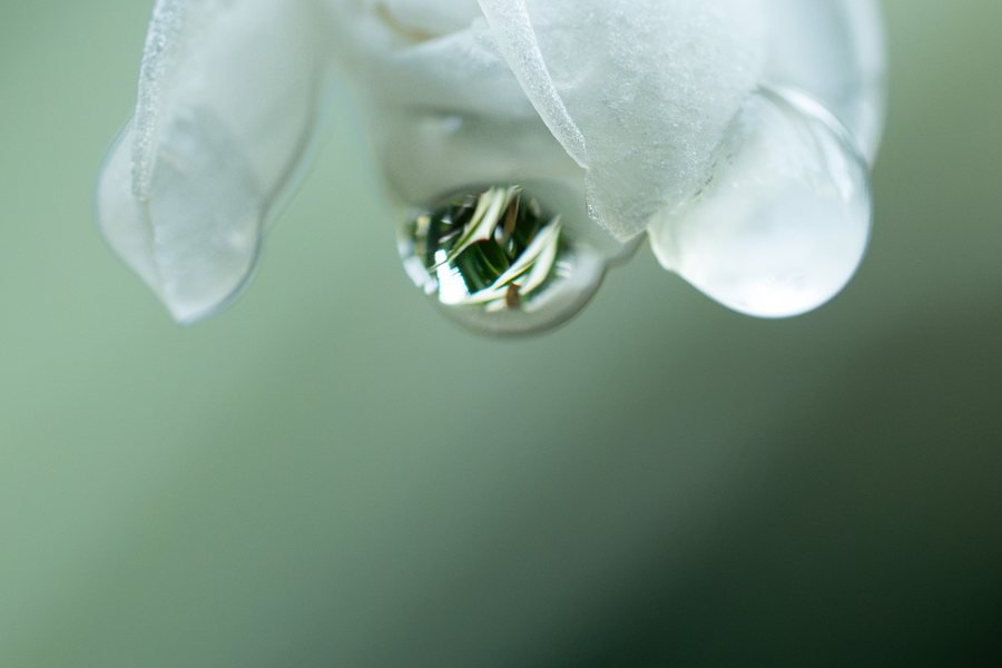 A single water drop hanging from the tip of a white petal, Missouri Botanical Garden, St. Louis