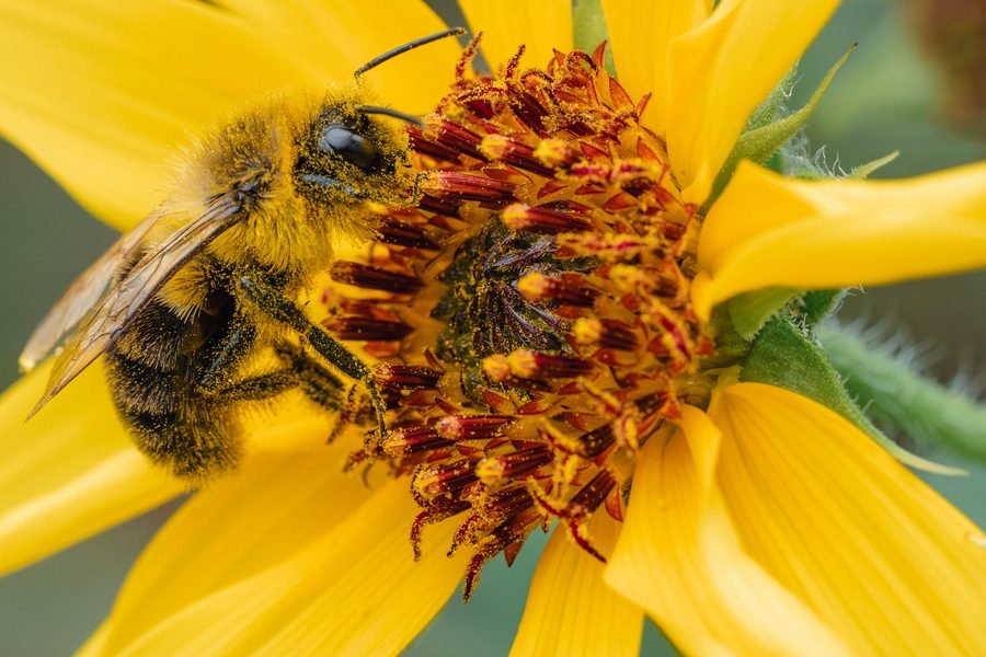 Bumblebee pressed into the dark disc of a yellow flower, its fur dusted with pollen, Missouri Botanical Garden, St. Louis