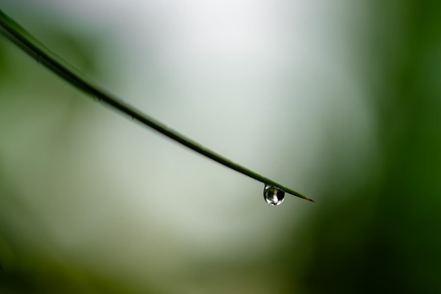 A single drop of water hanging from the tip of a curved blade of grass against a soft green and white background, Missouri Botanical Garden, St. Louis