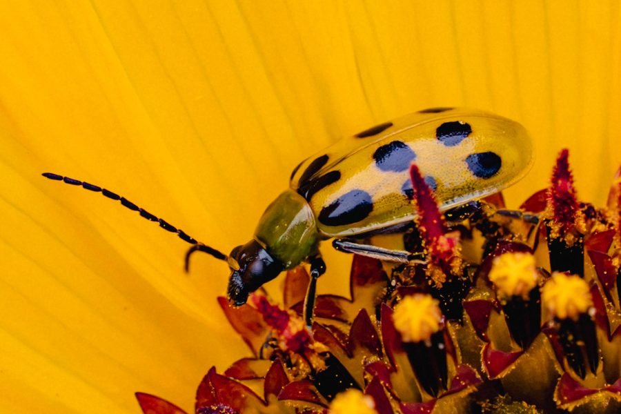 Yellow spotted cucumber beetle with black spots climbing over the red florets of a yellow flower, Missouri Botanical Garden, St. Louis
