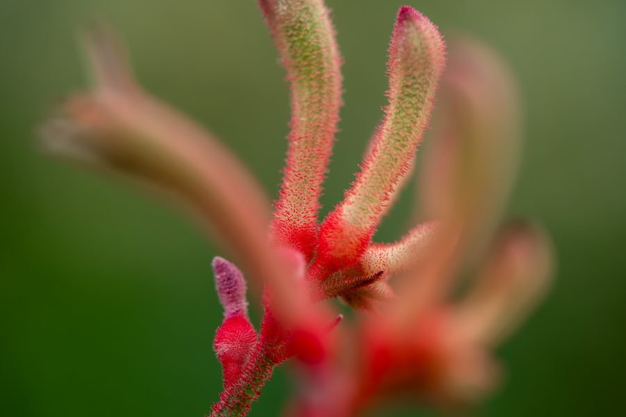 Fuzzy red and green kangaroo paw flowers curving upward against a dark green background, Missouri Botanical Garden, St. Louis