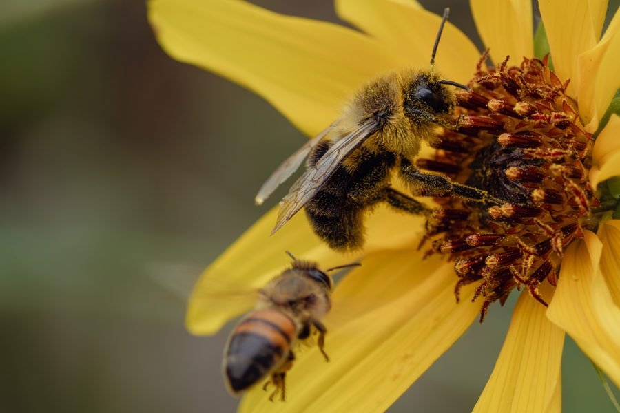 Bumblebee feeding on a yellow flower while a honeybee flies in below it, Missouri Botanical Garden, St. Louis