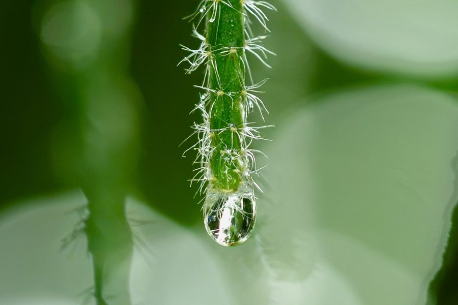 A water drop clinging to the end of a hairy green stem, green leaves blurred behind, Missouri Botanical Garden, St. Louis