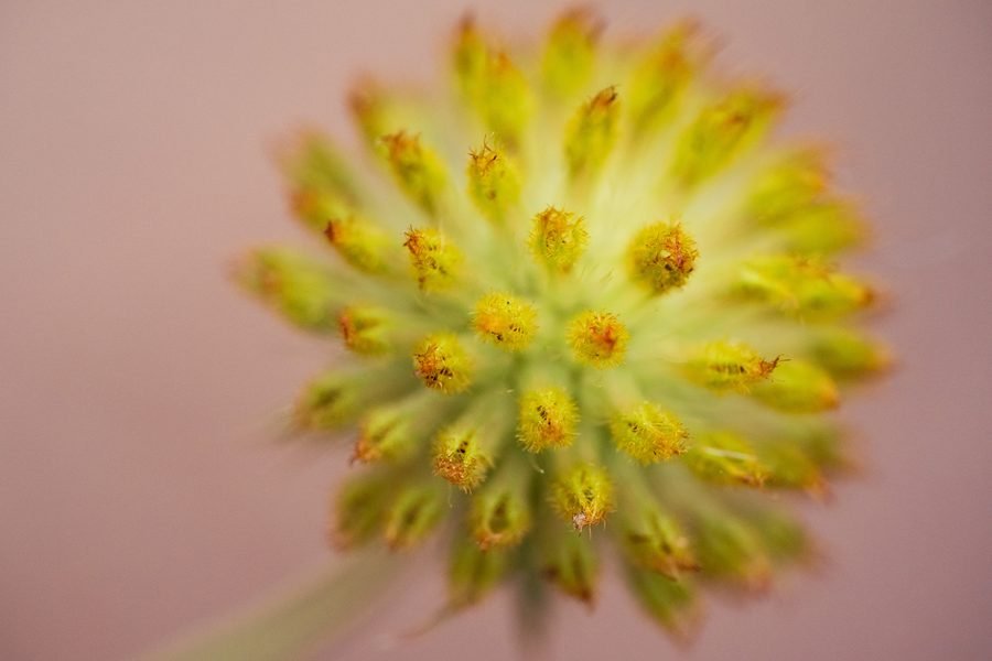 Spiky green and gold flower bud before its petals open, against a soft pink background, Missouri Botanical Garden, St. Louis