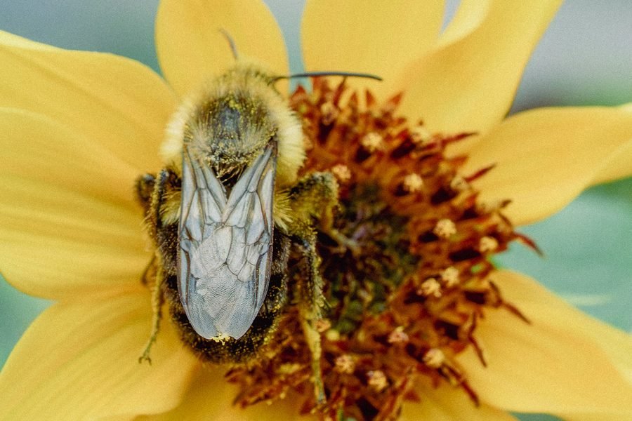 Bumblebee seen from above with wings folded, feeding in the center of a yellow flower, Missouri Botanical Garden, St. Louis