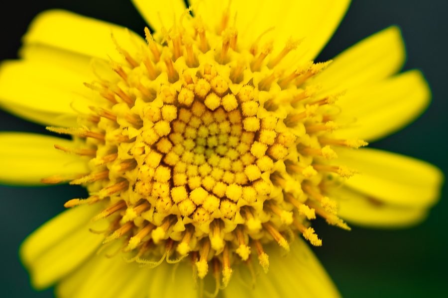 Center of a yellow flower showing the spiral pattern of its tiny florets, Missouri Botanical Garden, St. Louis