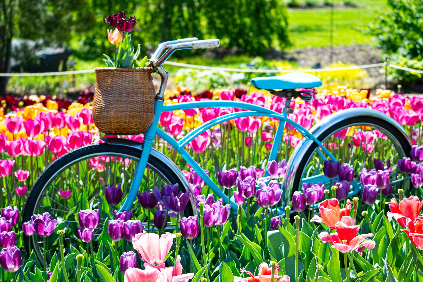 Vintage bicycle parked among rows of colorful tulips, Amsterdam, Netherlands