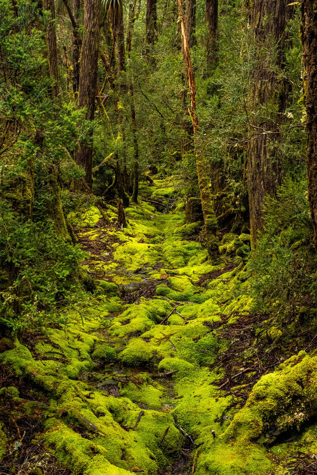 Lush moss-covered trees along a misty forest path, nature photography
