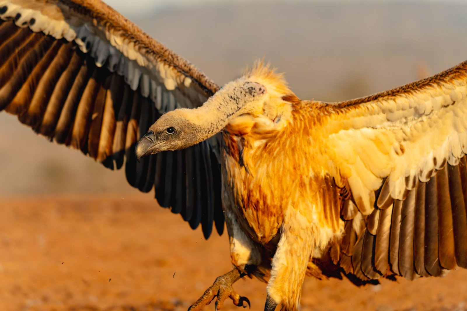 White-backed vulture landing on red sand with wings fully spread, Zimanga, South Africa