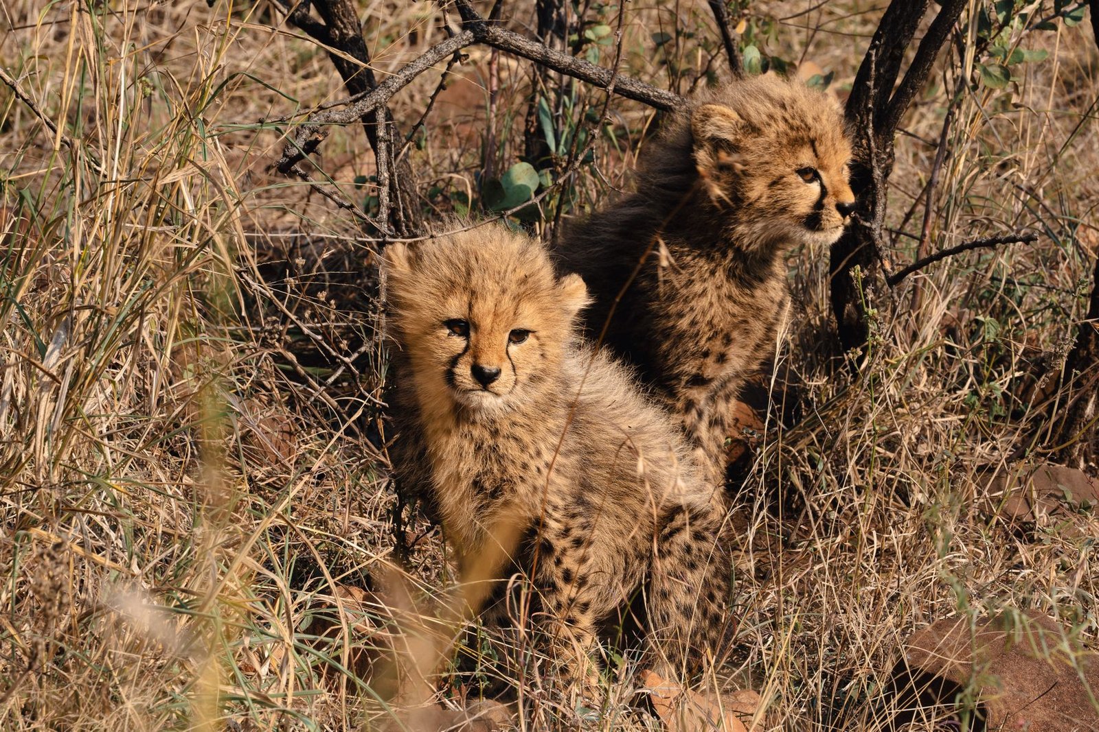 Two cheetah cubs sitting in dry grass and rock, one looking into the camera, Zimanga, South Africa