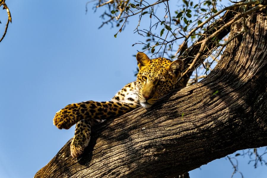 Leopard draped along a horizontal branch high in a marula tree against deep blue sky, MalaMala, South Africa