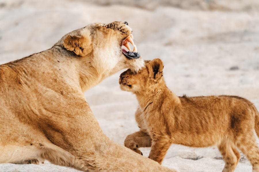 Lioness on white river sand turning to greet her cub, mouth open, MalaMala, South Africa