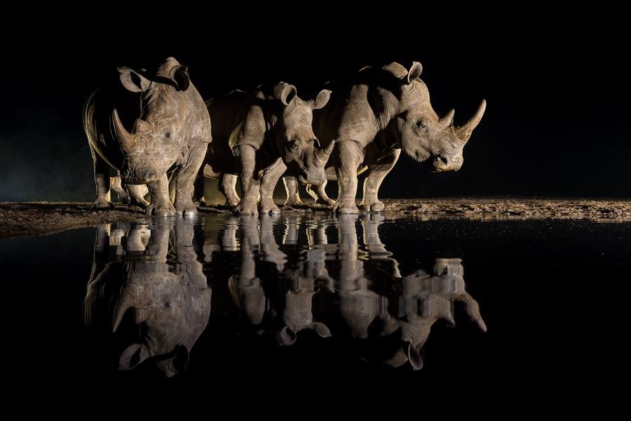 Group of white rhinos lit against pure black at a night waterhole, mirrored in still water, Zimanga, South Africa