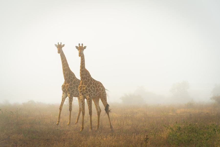 Two giraffes standing in low morning mist, pale and backlit, Zimanga, South Africa