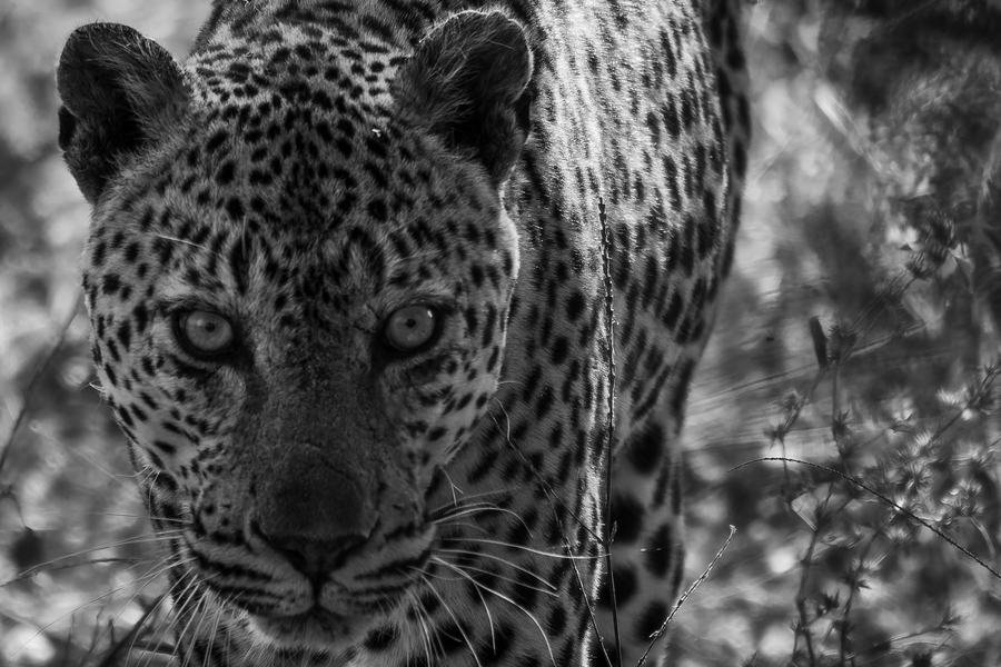 Close black and white portrait of a leopard looking straight into the lens through thicket, MalaMala, South Africa
