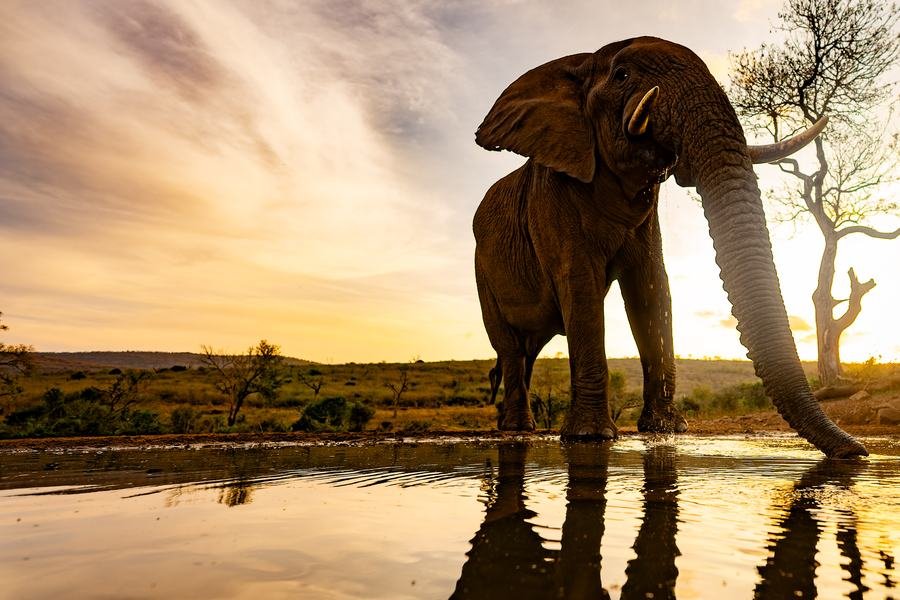 Bull elephant standing at the edge of a waterhole at sunset, trunk lowered, reflected in the water, Zimanga, South Africa