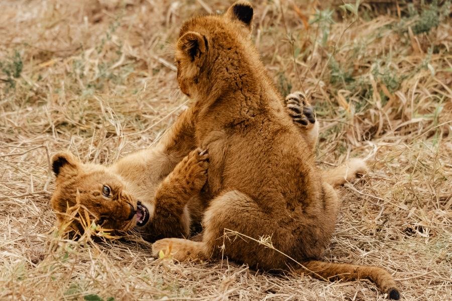 Two lion cubs wrestling in dry golden grass, MalaMala, South Africa