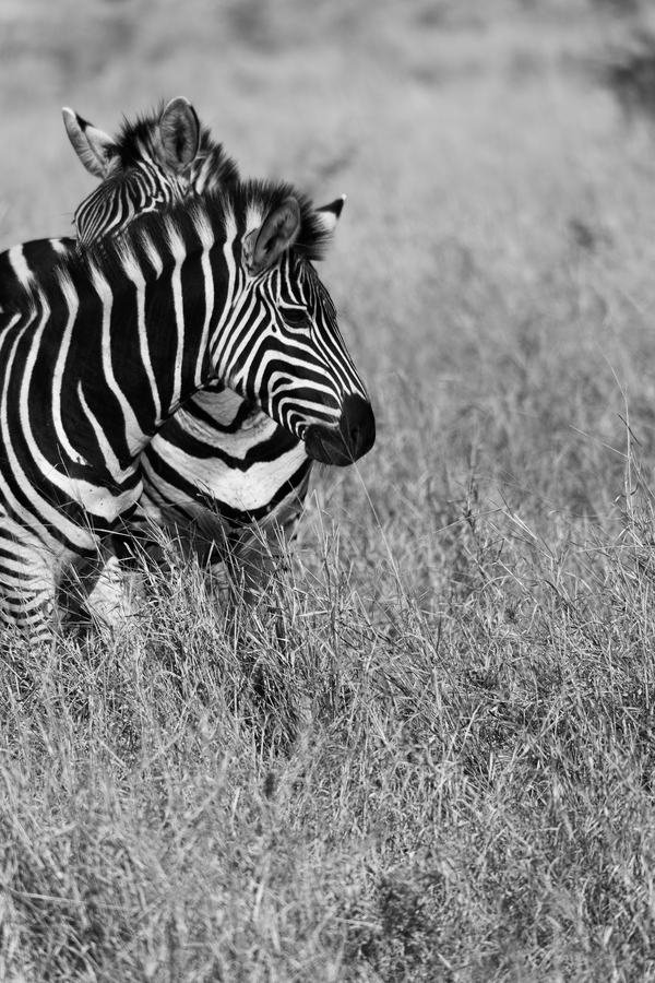 Two zebras with heads crossed in high contrast black and white, standing in pale grass, Zimanga, South Africa