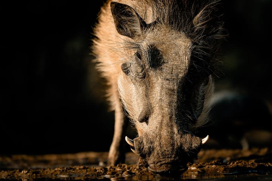 Warthog kneeling to drink at a night waterhole, lit against pure black, Zimanga, South Africa