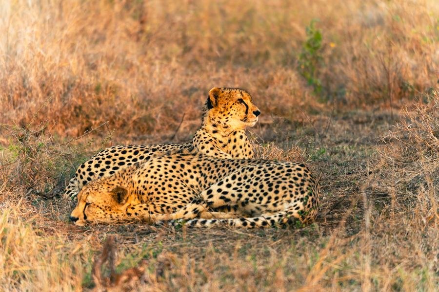 Two cheetahs lying together in dry grass in warm late light, Zimanga, South Africa