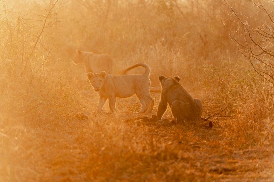 Two lion cubs in thick orange dawn light, forms reduced to silhouettes, MalaMala, South Africa