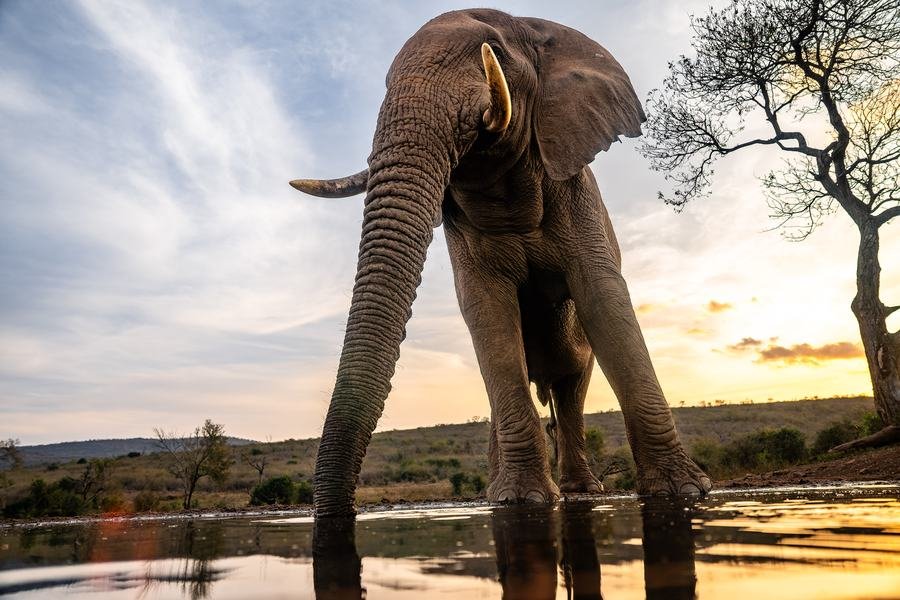 Wide angle low view of an elephant drinking at a waterhole against a cloud-streaked sunset, Zimanga, South Africa