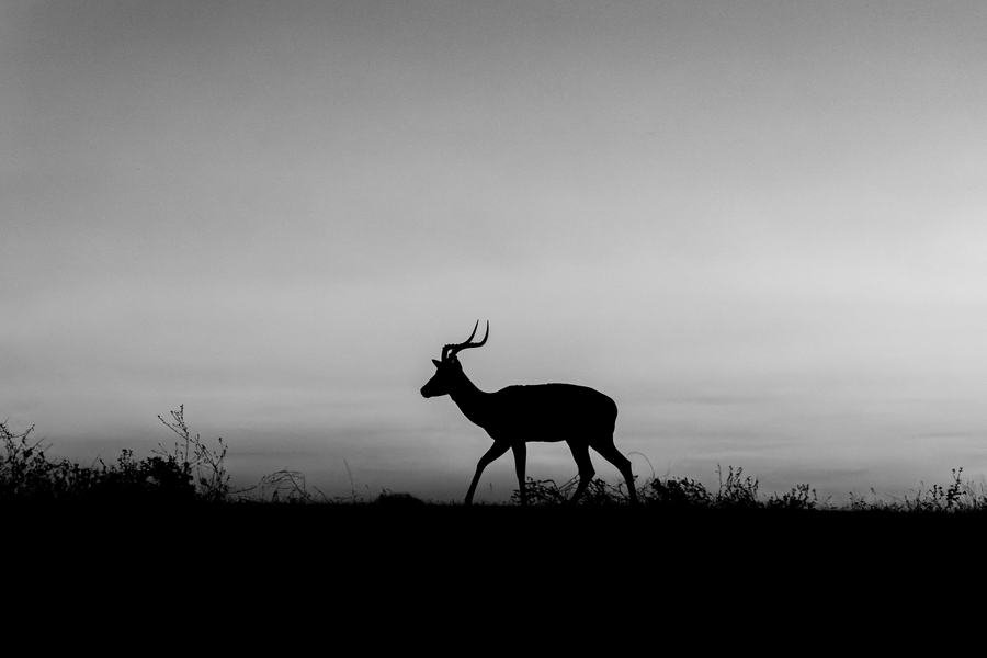 Impala ram silhouetted on a ridge line in black and white under a pale sky, MalaMala, South Africa