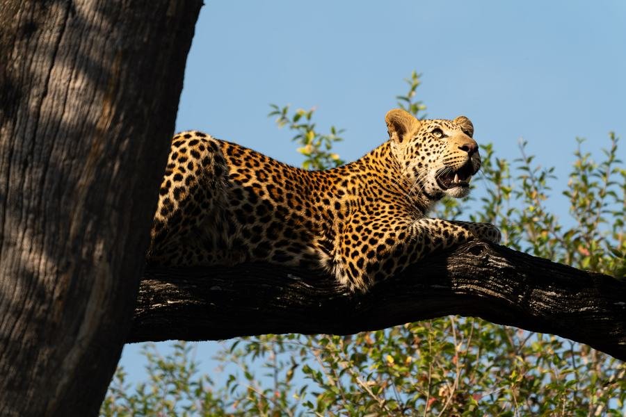 Leopard stretched along a branch against blue sky, mouth slightly open, MalaMala, South Africa
