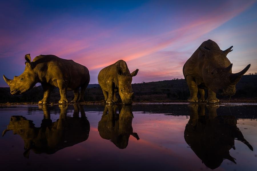 Three white rhinos standing at a waterhole under a pink and blue dusk sky, mirrored in the water, Zimanga, South Africa