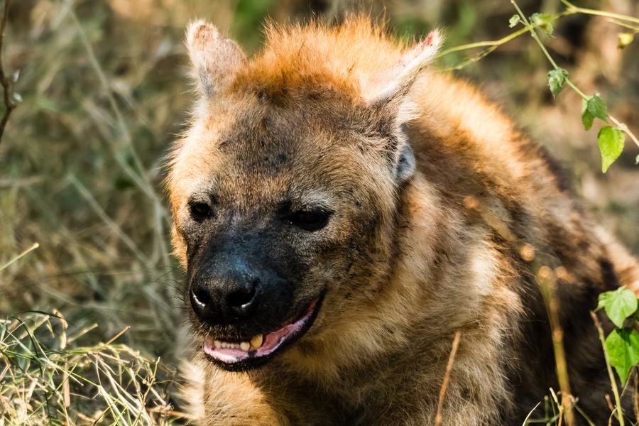Close portrait of a spotted hyena in green scrub, ears up, MalaMala, South Africa